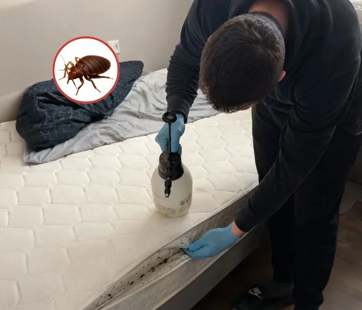 Technicien traitant un matelas contre les punaises de lit à Béthemont-la-Forêt